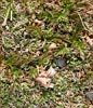 Trifolium nanum, Dwarf Clover