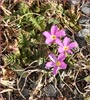 Primula angustifolia, Alpine Primrose