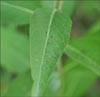 Ironweed, Vernonia fasciculata