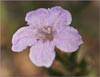 Ruellia humilis, Wild Petunia