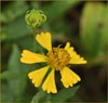 Helianthus sp, Sunflower