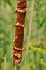 Common Cattail, Typha latifolia