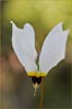 Dodecatheon clevelandii ssp patulum, Padre Shooting Star