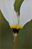 Padre Shooting Star, Dodecatheon clevelandii ssp patulum