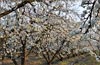 Prunus domestica, White Plum Blossoms