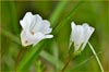 Limnanthes douglasii ssp rosea, Douglas Meadow Foam~ ssp rosea