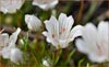 Douglas Meadow Foam~ ssp rosea, Limnanthes douglasii ssp rosea