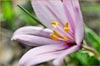 Adobe Lily, Fritillaria pluriflora