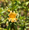 Bush Monkey Flower, Mimulus aurantiacus