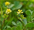Trifolium dubium, Little Hop Clover