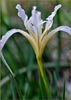 Iris macrosiphon, Bowl Tubed Iris