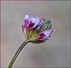 Trifolium sp, Clover