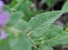 Stachys ajugoides ssp ajugoides, Hedge Nettle
