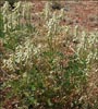 Astragalus praelongus, Stinking Milkvetch