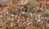 Pale Evening Primrose, Oenothera pallida var pallida