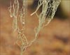 Lichen~ Ramalina menziesi, Lace Lichen