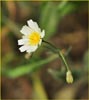 White Hawkweed, Hieracium albiflorum
