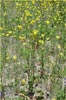 Charlock Mustard, Sinapis arvensis