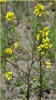 Sinapis arvensis, Charlock Mustard