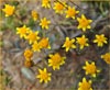 Lasthenia californica, Goldfields