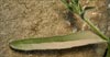Common Fiddleneck, Amsinckia menziesii var intermedia