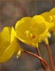 Camissonia brevipes, Golden Evening Primrose