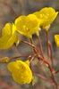 Camissonia brevipes, Golden Evening Primrose