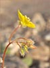 Golden Evening Primrose, Camissonia brevipes