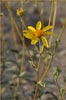 Bahiopsis reticulata, Net veined Viguiera