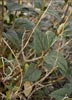 Net veined Viguiera, Bahiopsis reticulata