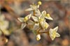 Camissonia clavaeformis, Brown Eyed Evening Primrose