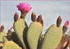 Opuntia basilaris, Beavertail Cactus