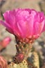 Beavertail Cactus, Opuntia basilaris