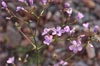Gilia cana triceps, Broad flowered Gilia