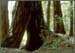 Redwood Sorrel, Oxalis oregana