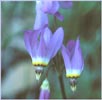 Shooting Star, Dodecatheon sp