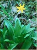 Erythronium tuolumnense, Tuolome Fawn Lily