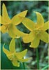 Erythronium tuolumnense, Tuolome Fawn Lily