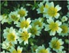 Limnanthes douglasii, Common Meadow Foam