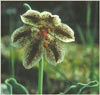 Purdys Fritillary, Fritillaria purdyi