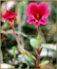 Kelloggs Monkey Flower, Mimulus kelloggii