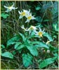 St. Helena Fawn Lily, Erythronium helenae