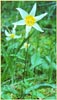 St. Helena Fawn Lily, Erythronium helenae