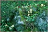 Erythronium helenae, St. Helena Fawn Lily