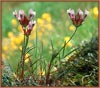 Tomcat Clover, Trifolium willdenovii