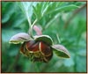 Paeonia brownii, Western Peony