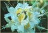 Rhododendron occidentale, Western Azalea