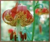 Pitkin Marsh Lily, Lilium pardalinum ssp pitkinense