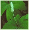 Vanilla Leaf, Achlys triphylla ssp triphylla