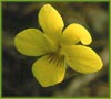 Viola sempervirens, Redwood Violet